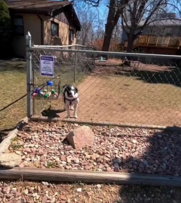 A Basket on the Fence… And a Note That Changed Her Day