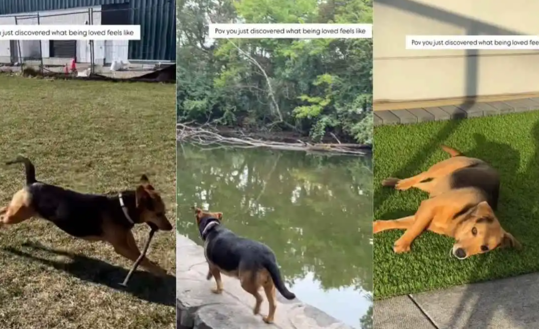 This Dog’s First Real Feeling Of Love Shows In One Unstoppable Tail Wag