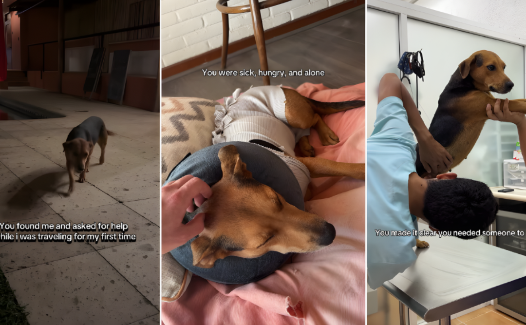A Chance Meeting In Mexico Changed Everything For This Rescue Pup