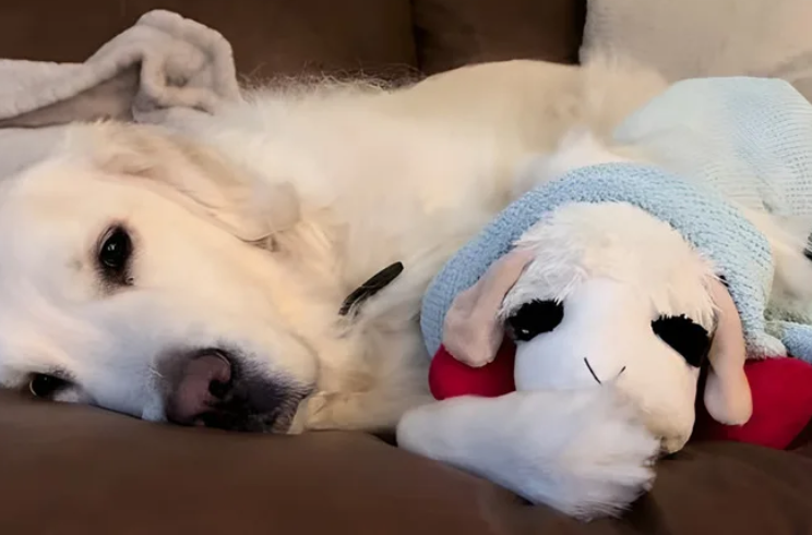 He Watched His “Lamb Chop” Get Left In The Rain… And The Internet Couldn’t Handle It