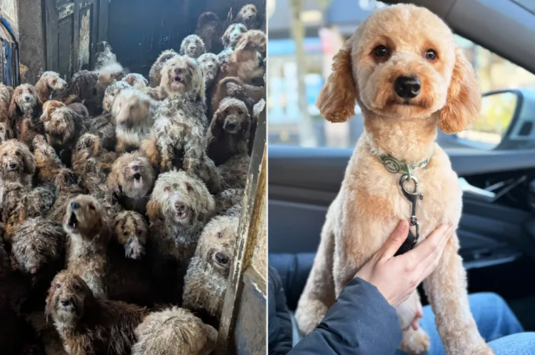 Inside the Massive Rescue That Changed Hundreds of Lives