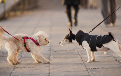 The Real Reason Behind Leash Reactivity (It’s Not What You Think)