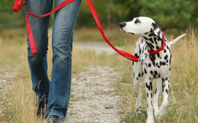 The Secret To Off-Leash Freedom Most Owners Miss