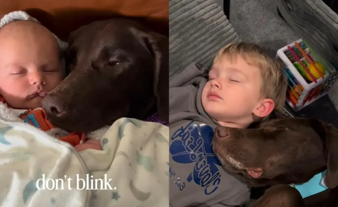 The Way This Dog Still Cuddles A Boy He’s Watched Grow Up Is Pure Love