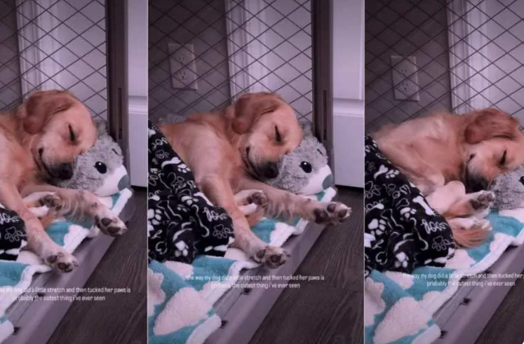 The “Stretch And Tuck” Dog Move That Has Pet Owners Saying “My Dog Does This Too!”