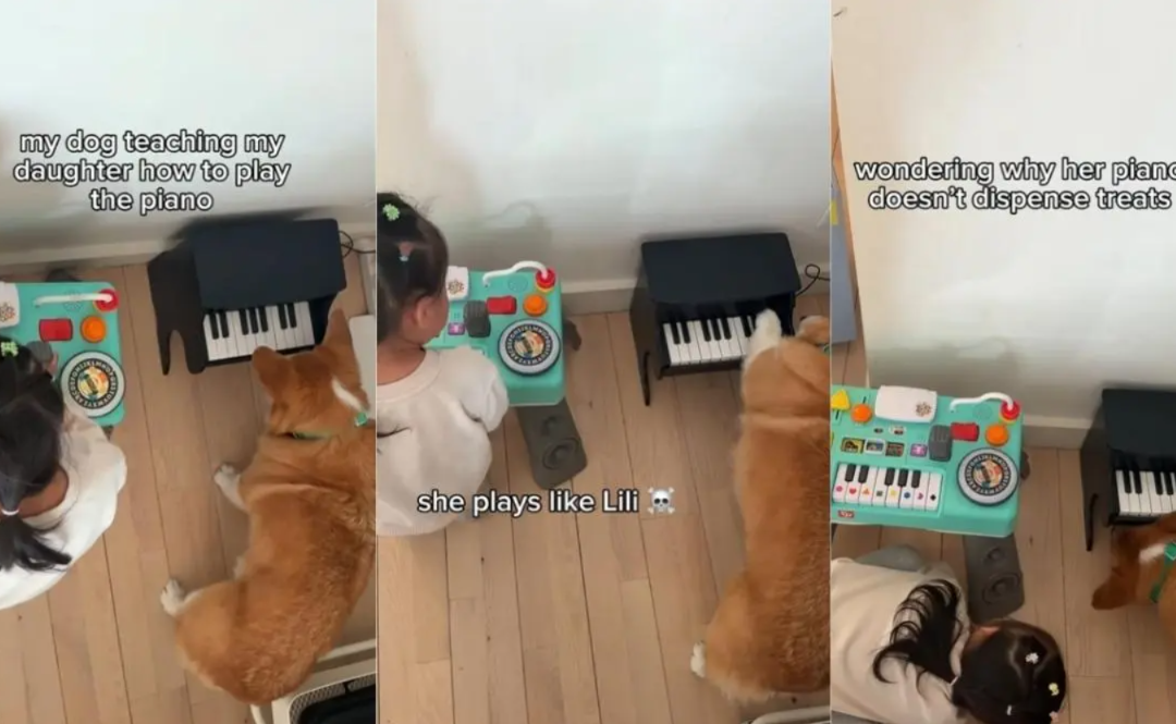 A Dog And A Little Girl Turn A Piano Into The Cutest Lesson Ever