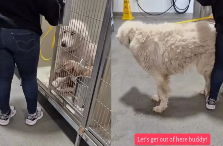 They Promised A Shelter Dog A Safe Home… And The Moment He Finally Left Will Melt You
