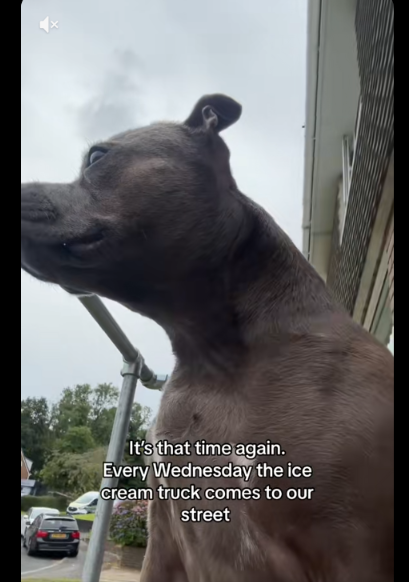 One Simple Weekly Routine Turns This Dog Into The Happiest Pup You’ll Ever See