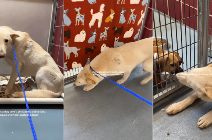 This Gentle Shelter Dog Didn’t Ask For Attention — She Gave It Instead