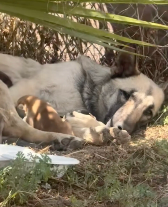 A Quiet Palm Tree, A Hidden Litter, And A Mama Dog Refusing To Leave Her Day-Old Babies