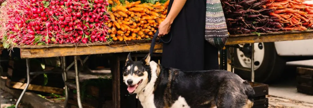 Why Farmers Markets Can Be Amazing for Dogs—If You Do This First