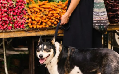 Why Farmers Markets Can Be Amazing for Dogs—If You Do This First