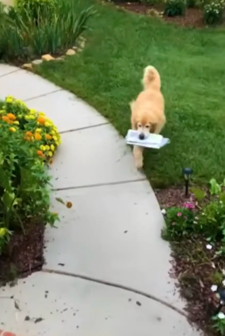 Even After Losing His Vision, This Dog Never Gave Up His Favorite Job