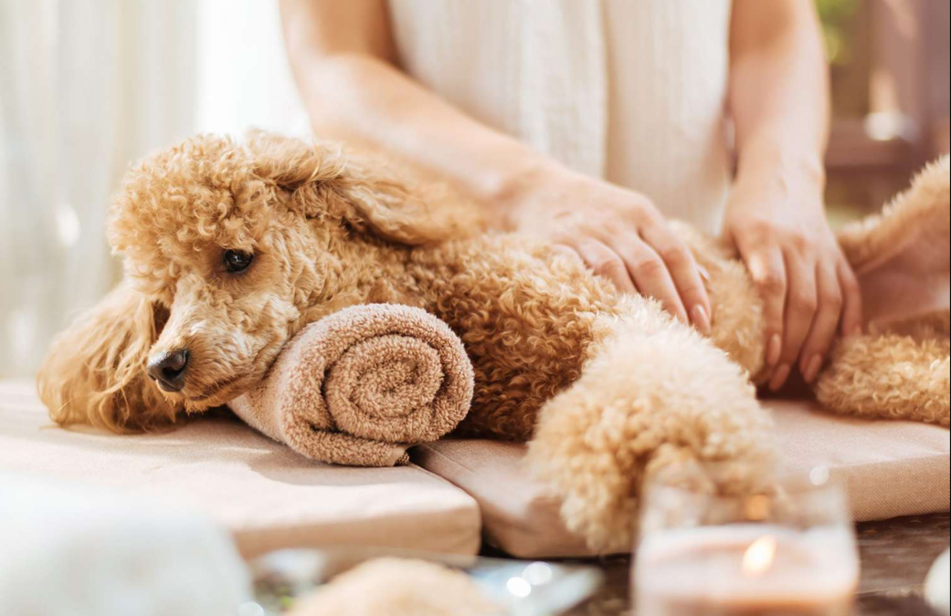 Most Dogs Secretly Need This More Than Toys Or Treats