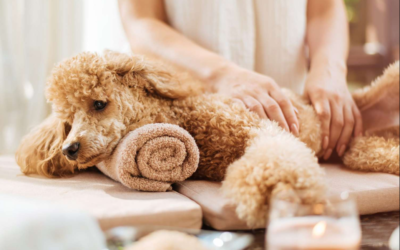Most Dogs Secretly Need This More Than Toys Or Treats