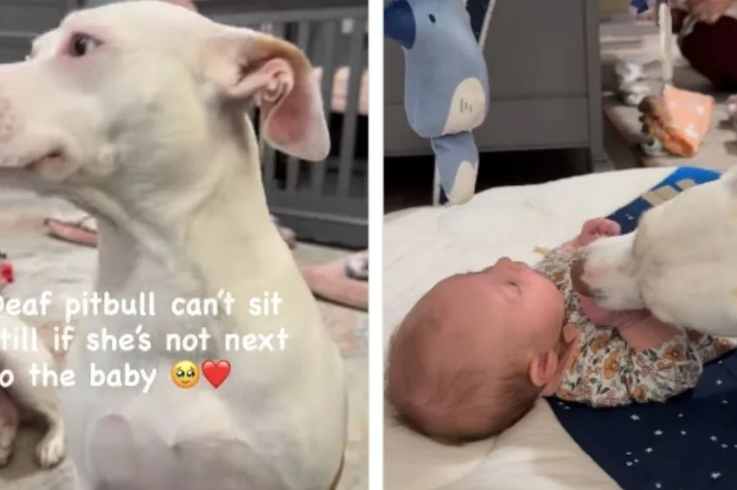 She Refuses To Leave The Baby’s Side… And Everyone Understands Why