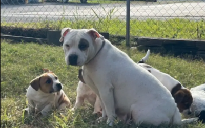 A Foster Dog’s Small Act That Meant Everything