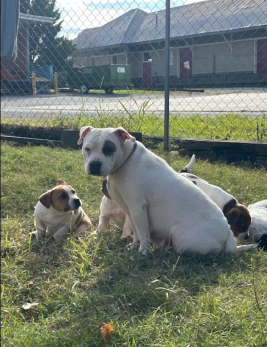 A Foster Dog’s Small Act That Meant Everything