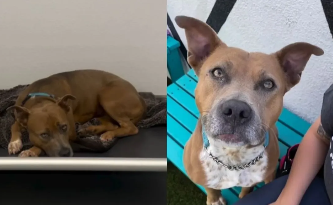 This Sweet Rescue Dog Was Returned Twice… But She Still Hasn’t Given Up