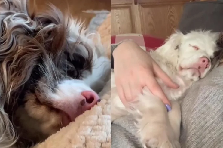 She Couldn’t Hear The World… But She Could Feel When She Was Finally Safe