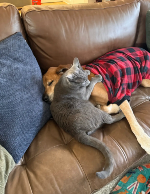A Dog, a Cat… and a Secret Nobody Saw Coming