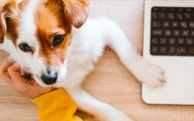 Want a Dog-Friendly Office? Start With These 10 Rules