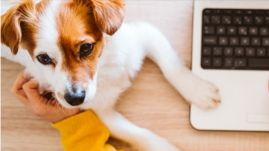 Want a Dog-Friendly Office? Start With These 10 Rules