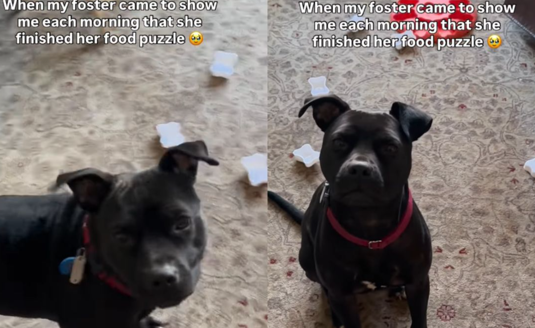 This Foster Dog Solved Her Food Puzzle… And Couldn’t Wait To Show Off Her Win