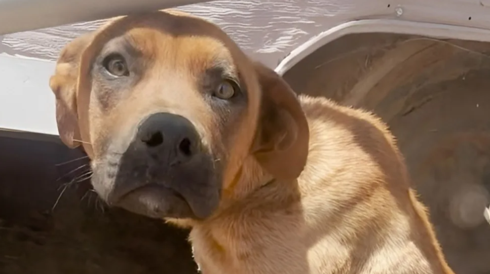 A Lonely Rescue Dog Desperately Needed Love—Then He Finally Got More Than He Ever Expected