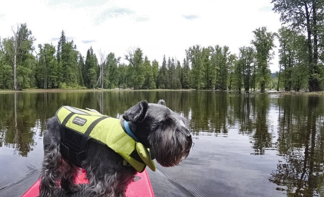 Paddleboarding With Your Dog? Read This First
