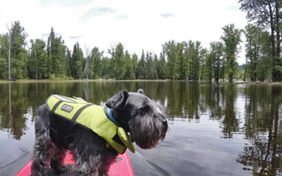 Paddleboarding With Your Dog? Read This First