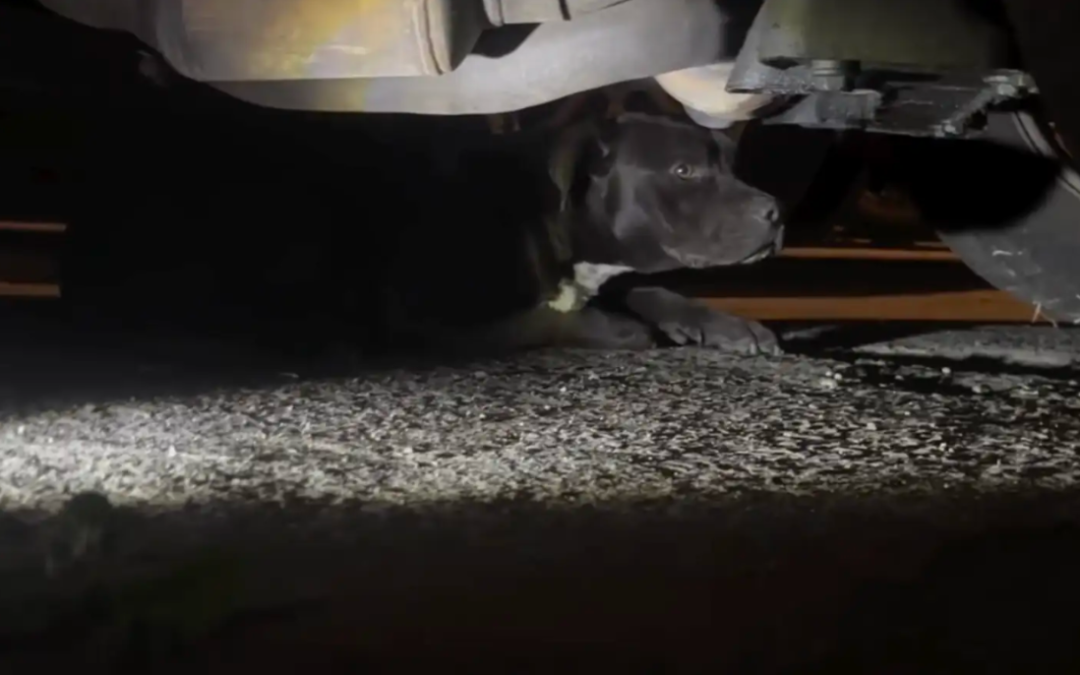 She Hid Beneath A Parked Car In Silence… Until Rescuers Realized She Was Barely Holding On