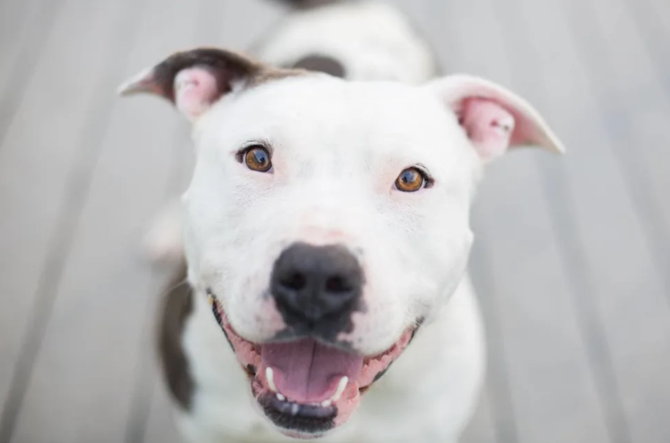 The Bulldog Who Went Silent… Until Love Brought His Voice Back