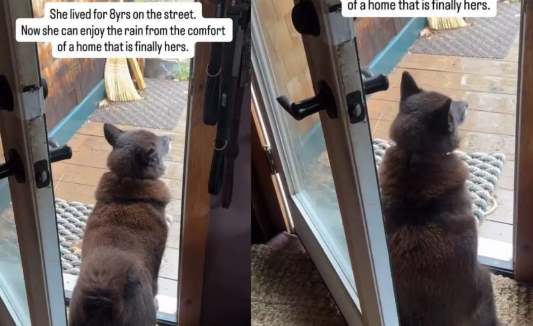 This Senior Dog’s Quiet New Life Is Breaking Hearts In The Best Way