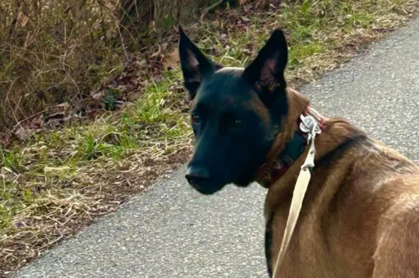 A GPS Collar Saved This Dog From Getting Lost Forever In A Dense Forest