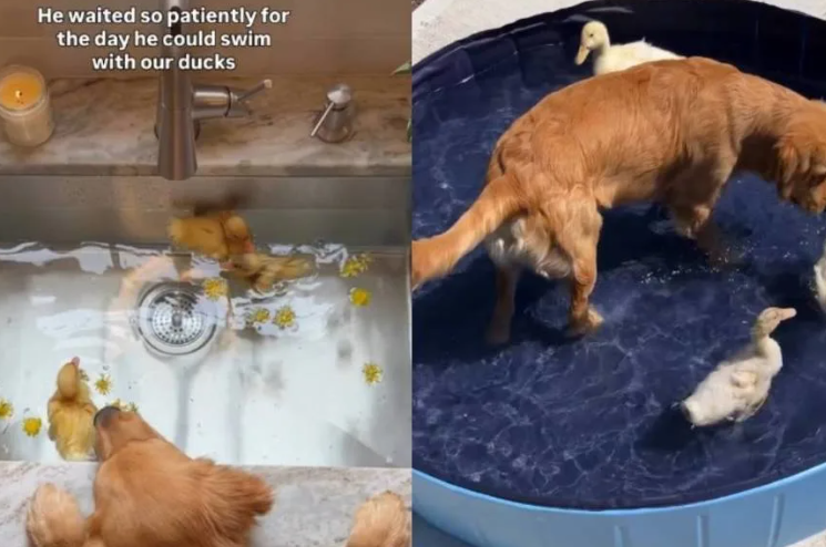 He Waited for His Duck Friends to Grow… Just to Swim Together