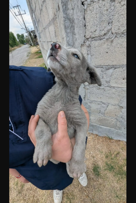 A Gray Stray Puppy Gets His First Bath… And Everything About Him Starts To Change