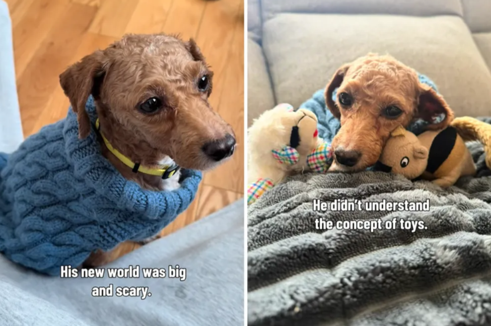 From Years Of Neglect To Hope — A Puppy Mill Survivor Finally Gets A Second Chance