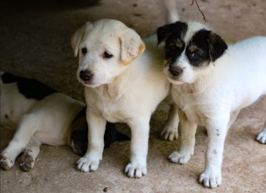 A Routine Store Visit Turned Into A Rescue Mission For A Litter Of Abandoned Puppies