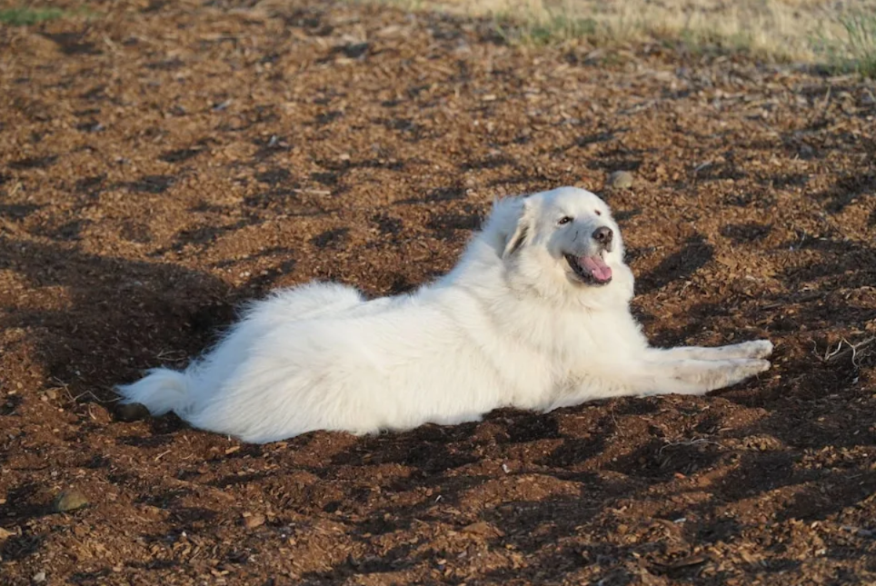 Abandoned Puppies… Then a Great Pyrenees Stepped In