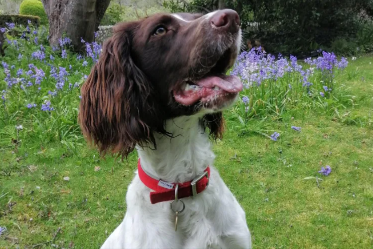After A Devastating Injury Ended Her K9 Career, Red The Spaniel Found Her Way Back Home