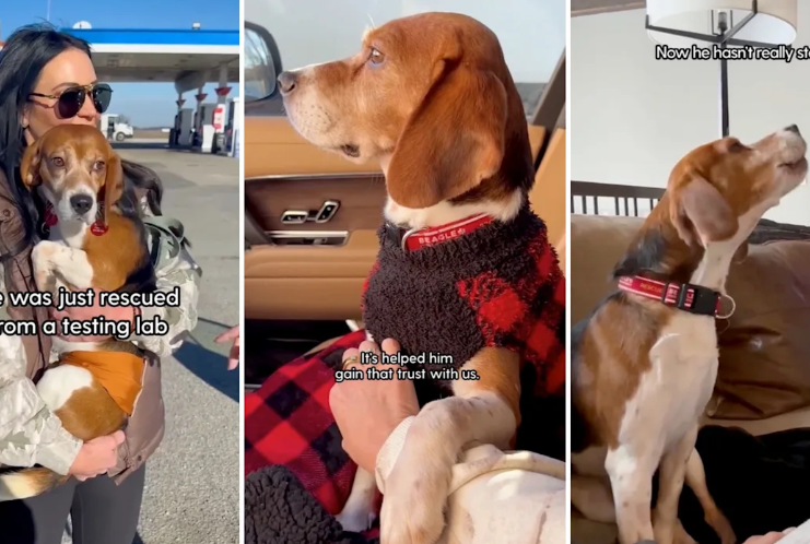 The First Bark From A Dog Who Thought He’d Never Speak Again