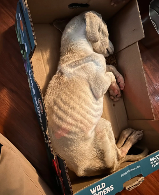 A Cardboard Box, a Cold Morning, and a Fight to Survive