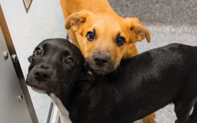 Nearly a Dozen Puppies—All Waiting for a Second Chance
