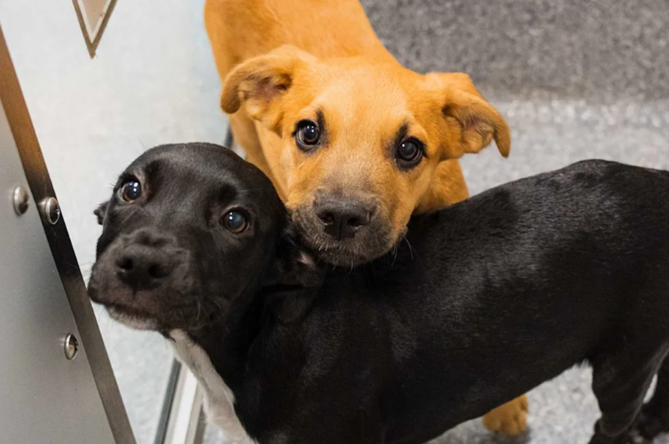 Nearly a Dozen Puppies—All Waiting for a Second Chance