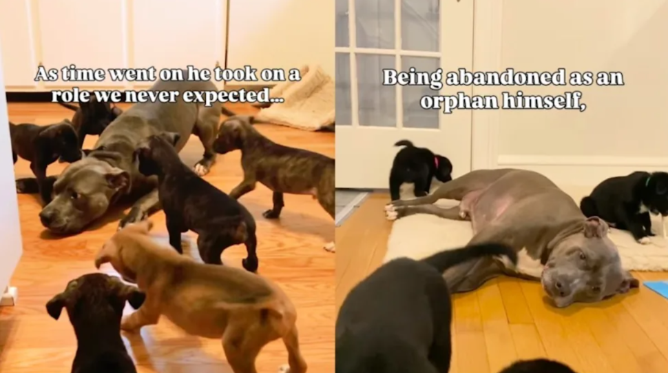 He Was Abandoned… Now He’s Raising the Ones Who Need Help Most