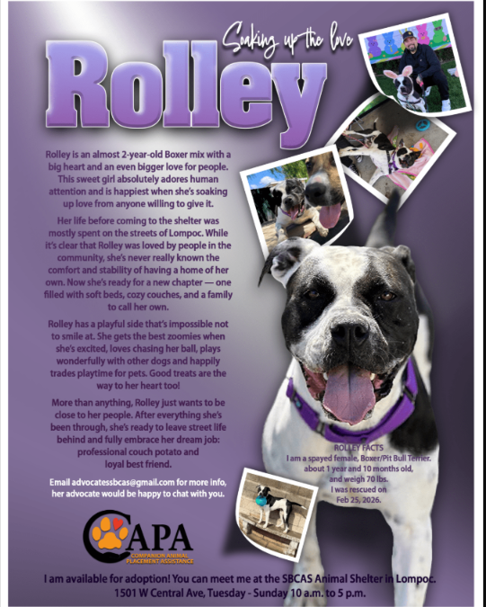 Rolley The Dog Who Stole Every Heart In Town