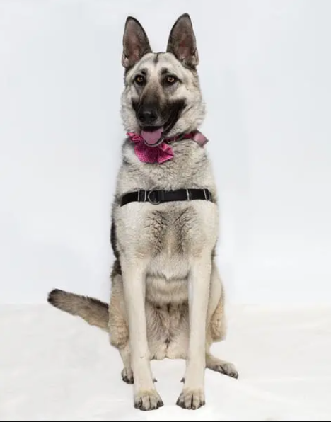 Meet Roxie: The Gentle Dog Hoping Her Next Goodbye Never Happens Again