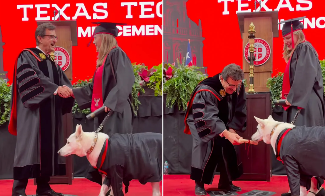 This Dog Earned Her Graduation Walk and It’s Melting Our Hearts