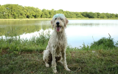 He Didn’t Stop To Think — He Just Dove In To Save The Dog